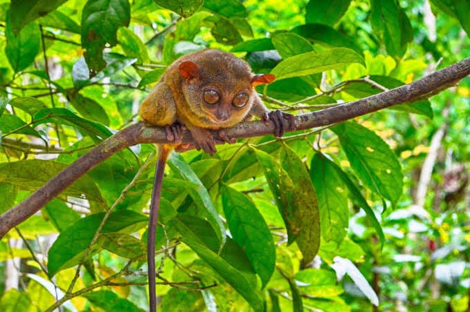 Tarsier Pickle Hauz